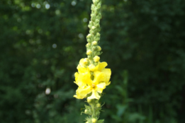 Verbascum densiflorumStalkaars bestellen